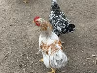 Chickens — fotografija 3