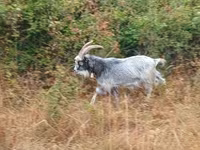Bode, Cabras — foto 2