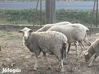 公羊, Racka sheep — 照片 2