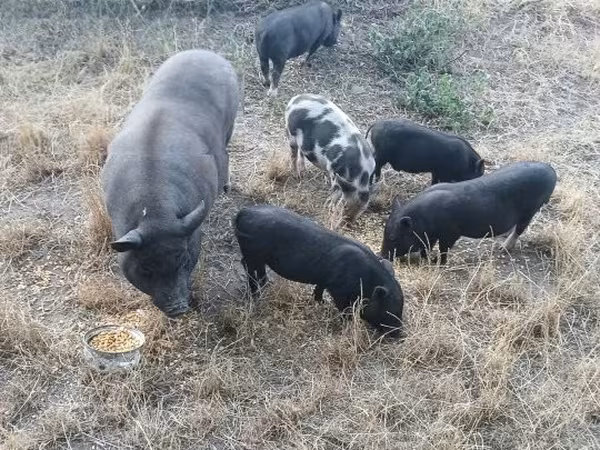 Porca,  — Hungria