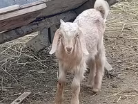 Ziegenbock, Damask goat — Foto 1