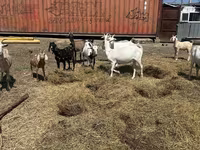 Коза, Saanen goat — фото 1