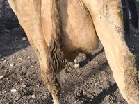İnək, Swiss cattle — foto 8