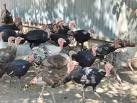 Turkeys — fotografija 2