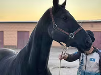Kobyła, Akhal-Teke — zdjęcie 4