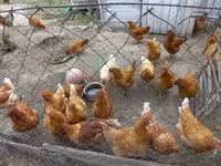 Chickens — الصورة 2