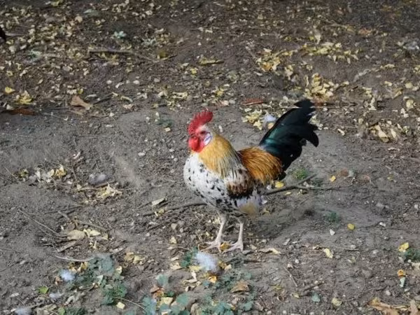 Chickens