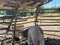 Byk, Simmental cattle — zdjęcie 7
