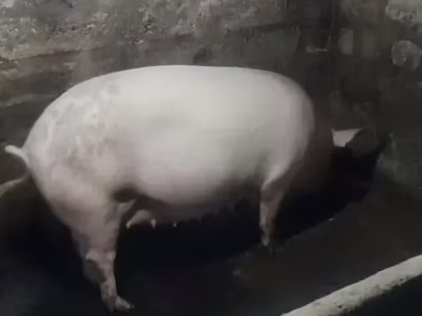 Locha, Крупная белая
