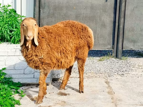 Ram, Hissar sheep
