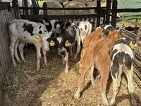 公牛, Simmental cattle — 照片 4