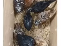 Chickens — Foto 2