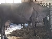 Cow, Swiss cattle — photo 6