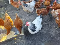 Turkeys — foto 8
