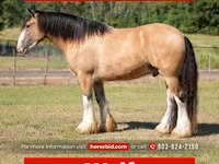 Horse (M), Gypsy horse — photo 1