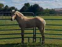 Pastuv, Rocky Mountain Horse — fotografija 8