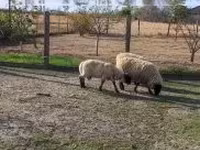 Қошқар, White Suffolk sheep — 3-сурет