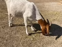बकरी, Boer goat — फ़ोटो 1