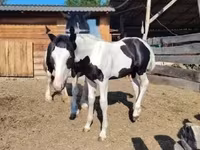 Cavalo, Gypsy horse — foto 6