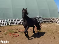 فرس, Friesian — الصورة 4