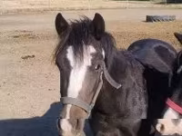 Caballo, Caballos — foto 1