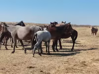 Pastuv, Mugalzhar horse — fotografija 5