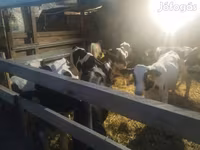 Taureau, Russian Black pied cattle — photo 3