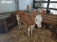 公牛, Simmental cattle — 照片 2