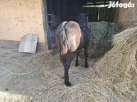 母马, Horses — 照片 3