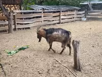 Kozioł, Kozy — zdjęcie 5