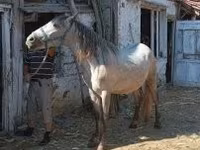 Caballo, Hungarian horse breed — foto 1