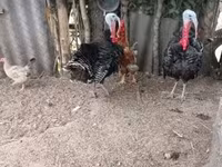 Turkeys — الصورة 2