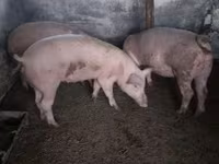 Krmača, Свиње — fotografija 1