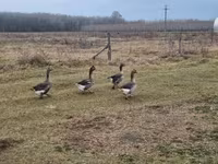 Geese — foto 1