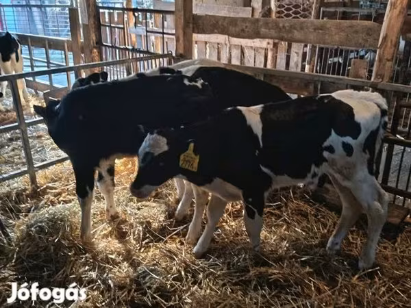Touro, Russian Black pied cattle