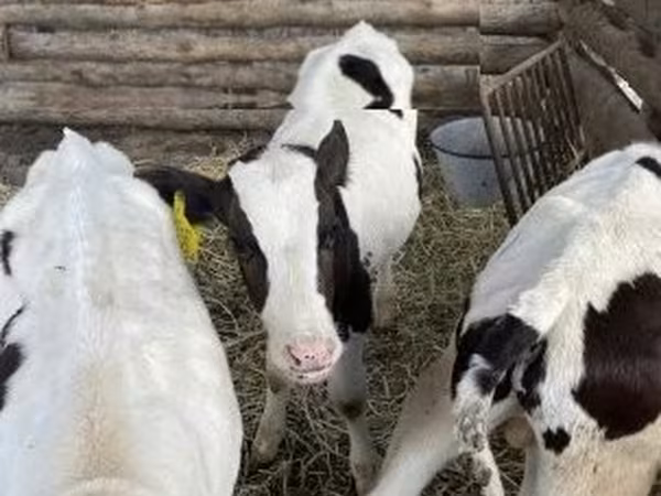 Taureau, Russian Black pied cattle