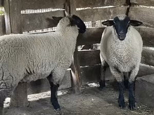 نعجة, Suffolk sheep