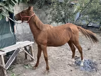 Pastuv, Chilean horse — fotografija 1