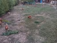 Chickens — fotografija 4