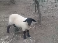 Baran, White Suffolk sheep — zdjęcie 7