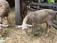 母羊, Luzein sheep — 照片 1