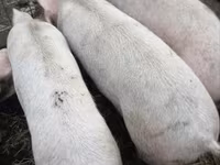 नर सूअर, सूअर — फ़ोटो 1