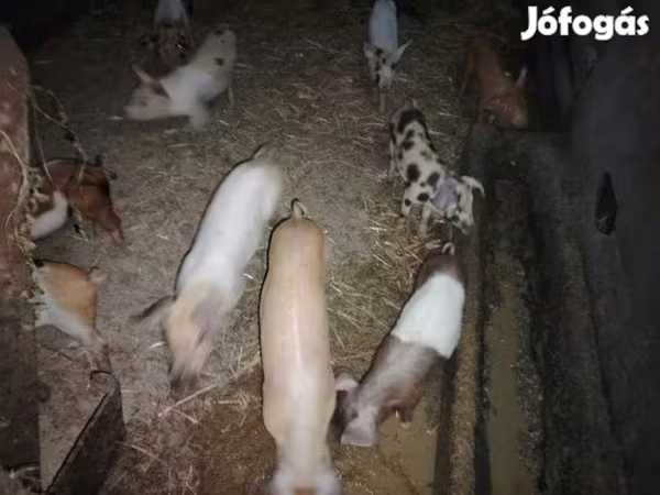 Suínos (lote, sexo não especificado), Porcos — Hungria