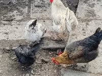 Chickens — fotografija 2