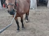 Kobyła, Konie — zdjęcie 4