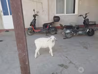 雄羊, 羊 — 写真 2