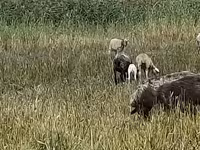 Ovca, Romanov sheep — fotografija 2