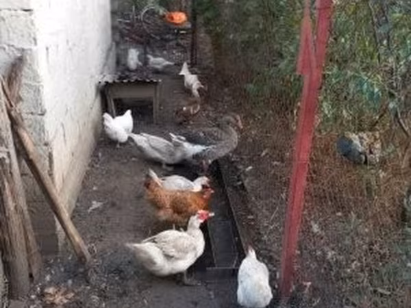 Ducks — ハンガリー