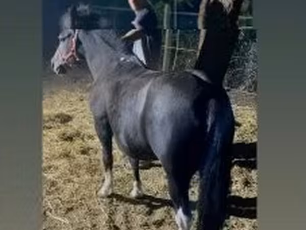 Mare, Horses