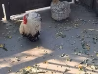 Pekin Bantam — zdjęcie 5